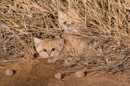 Sand cats 3.jpg