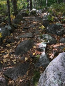 NE rocky trail beech:birch leaves #7.JPG