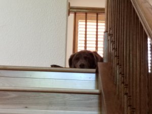Cooper_napping_stairs.jpg