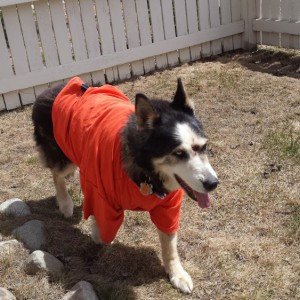 Misty had her tumor removed and was sporting one of my work Ts.